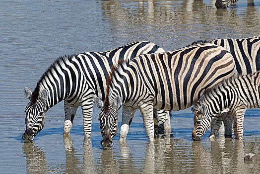 三个,成年,斑马,马,小马,站在水中,喝,水坑,埃托沙国家公园,纳米比亚,非洲