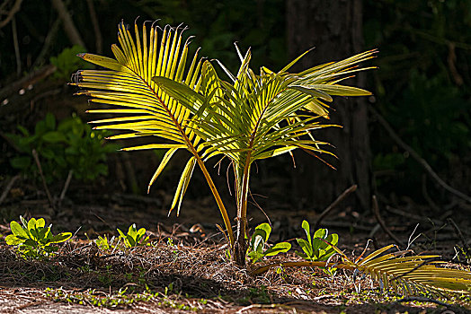 椰树,椰,幼小植物,鸟岛,塞舌尔,非洲