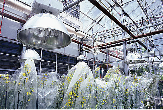塑料制品,遮盖,植物,温室