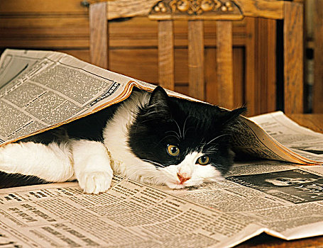 黑白,家猫,成年,玩,报纸