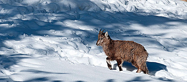 阿尔卑斯野山羊,冬天,幼兽,野山羊,法国