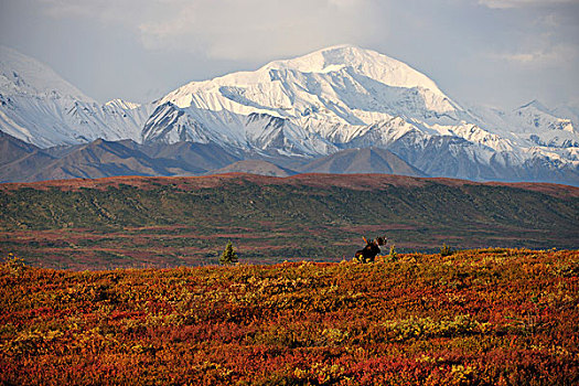 驼鹿,秋天,苔原,正面,积雪,山峦,阿拉斯加,山脉,德纳里峰国家公园,美国