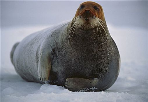 髯海豹,浮冰,头部,染,红色,含铁量高,满意,海洋,泥,虾,斯瓦尔巴特群岛,北极,挪威