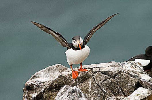 挪威,斯瓦尔巴群岛,斯匹次卑尔根岛,大西洋角嘴海雀,角嘴海雀,北极,成年,翼