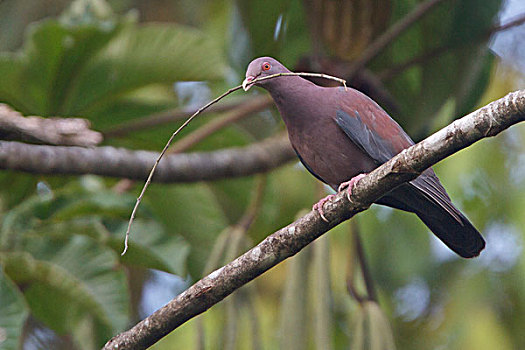 鸽子,栖息,枝条,哥斯达黎加