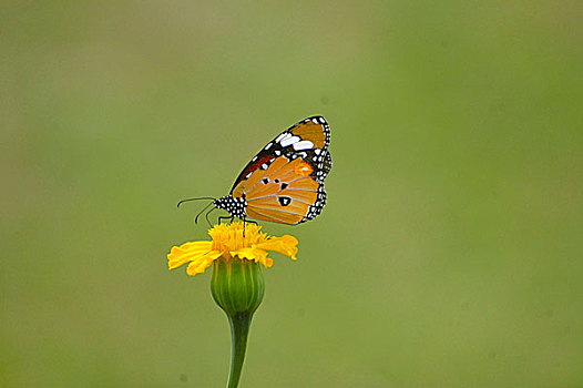 蝴蝶,发芽,万寿菊,花,达卡,孟加拉,二月,2007年