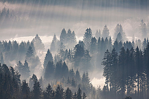 树林,晨雾,黑森林,布赖施高,巴登符腾堡,德国,欧洲