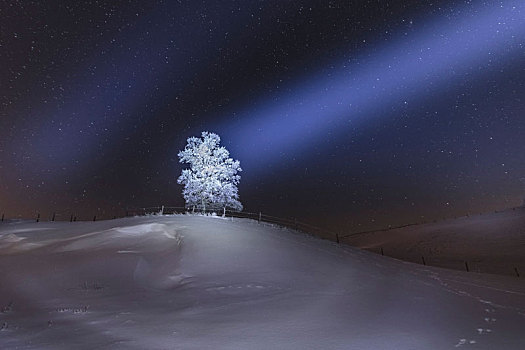 冬季风景,夜晚,德国,巴伐利亚,星空,树