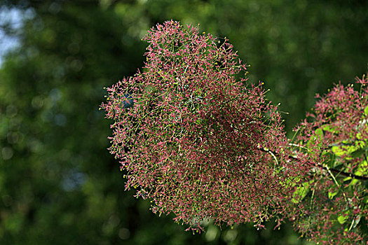 黄栌花