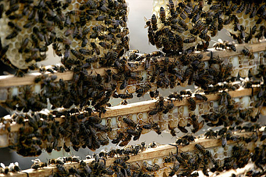 蜜蜂在仿造天然,王台上辛勤地酿造蜂王浆
