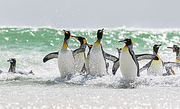 帝企鹅,福克兰群岛,南大西洋,群,企鹅,跳跃,室外,水,海滩