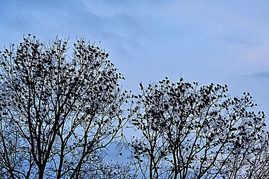 八哥,紫翅椋鸟,成群,秃树,候鸟,春天,中间,弗兰克尼亚,巴伐利亚,德国,欧洲