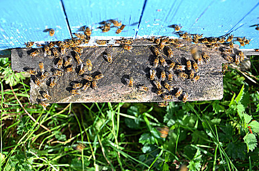很多,蜜蜂,进入,蜂巢