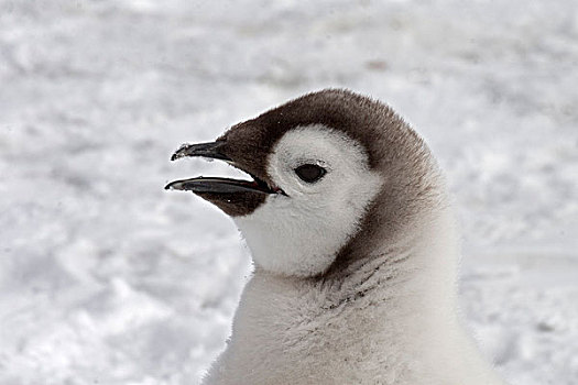 帝企鹅,企鹅,幼禽,头像,雪丘岛,南极半岛,南极