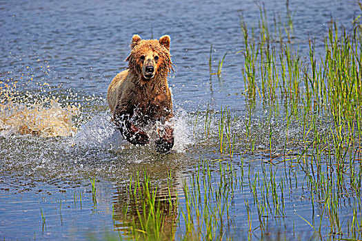 大灰熊,棕熊,成年,跑,水,布鲁克斯河,卡特麦国家公园,保存,阿拉斯加,美国,北美