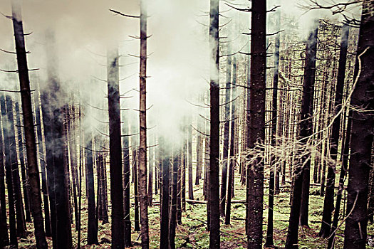 针叶树,树林,雾气