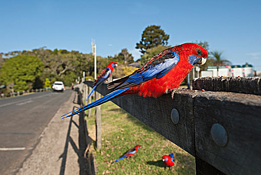 成年,栖息,旁侧,道路,国家公园,昆士兰,澳大利亚