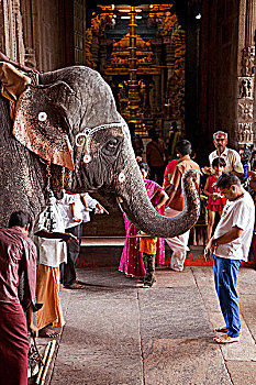 印度,马杜赖,一个,男人,神圣,大象,庙宇