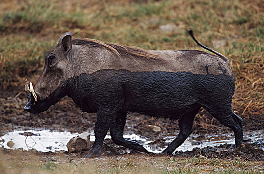 泥,疣猪,塞伦盖蒂国家公园,坦桑尼亚,非洲