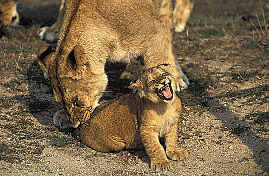 非洲狮,狮子,咬,尾部,马赛马拉,公园,肯尼亚