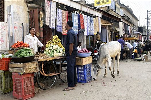 街景,神圣,母牛,沙卡瓦蒂,区域,拉贾斯坦邦,北印度,南亚