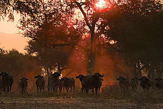 非洲水牛,日落,国家公园,津巴布韦