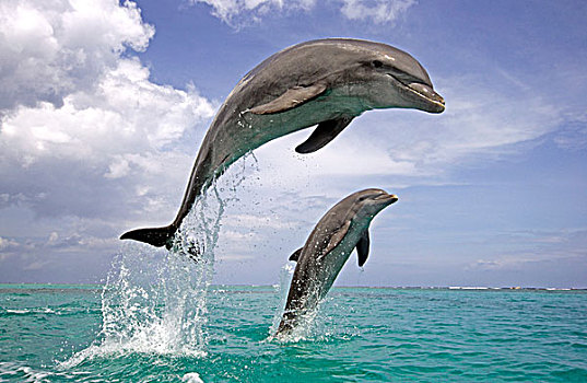 瓶鼻海豚,海豚,成年,跳跃,水,洪都拉斯,中美洲,北美