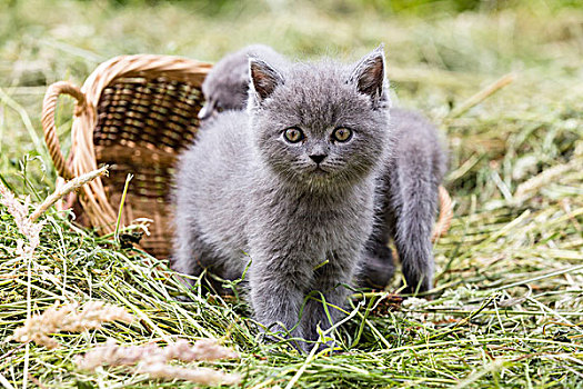 头像,英国短毛猫,猫,英国,蓝色,小猫,干草,德国