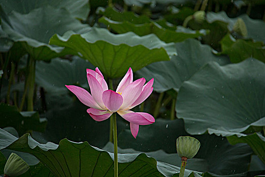 夏雨荷