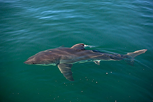 大白鲨,沙鲨属,水面,福尔斯湾,南非