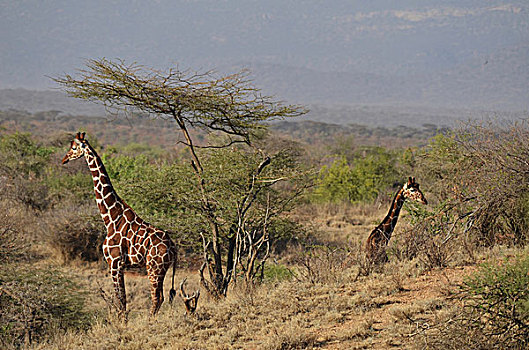 肯尼亚,网纹长颈鹿