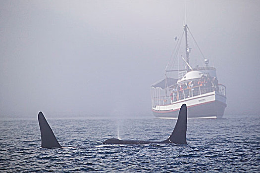 观鲸,船,电报,小湾,雾,两个,雄性,逆戟鲸,鲸,不列颠哥伦比亚省,加拿大