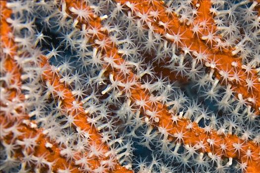珊瑚虫,柳珊瑚虫