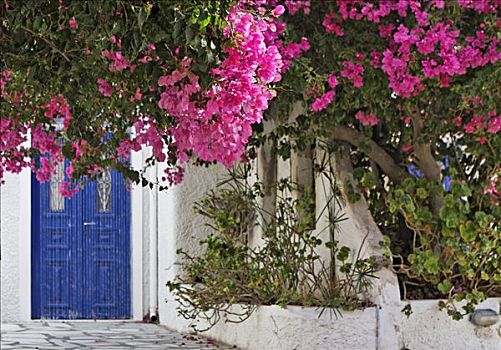 房门,藤架,遮盖,叶子花属,锡拉岛,希腊