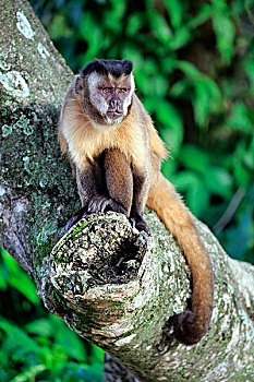 黑帽悬猴,棕色卷尾猴,成年,猴子,树,潘塔纳尔,巴西,南美