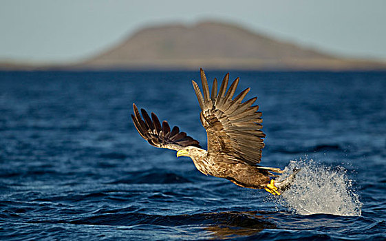 白尾鹰,白尾海雕,成年,飞行,爪,捕鱼,挪威,欧洲