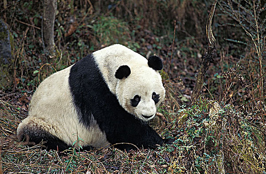 大熊猫,卧龙自然保护区,四川,中国