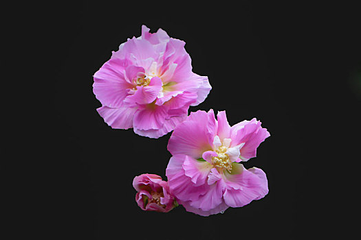 纯色背景花卉－木莲,芙蓉花