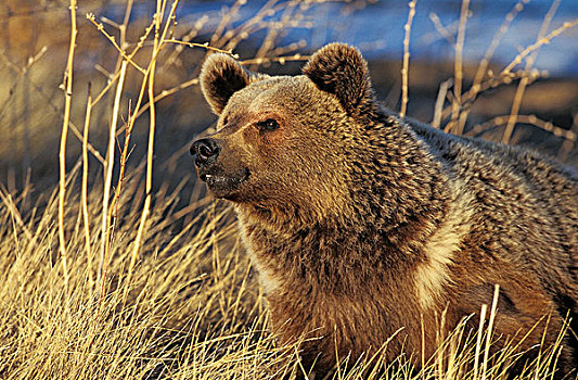 大灰熊,棕熊,头部,成年,阿拉斯加