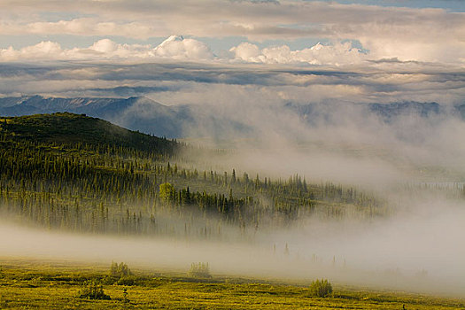 晨雾,上方,针叶林带,树林,靠近,旺湖,德纳里峰国家公园,室内,阿拉斯加