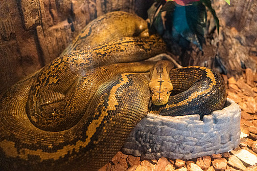 海洋馆水族馆动物园网纹蟒蛇
