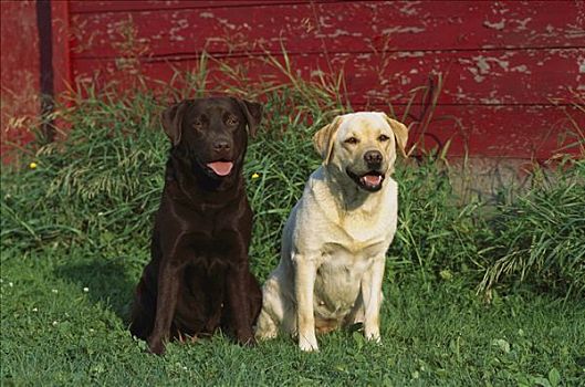 拉布拉多犬,狗,巧克力,黄色拉布拉多犬,坐,一起