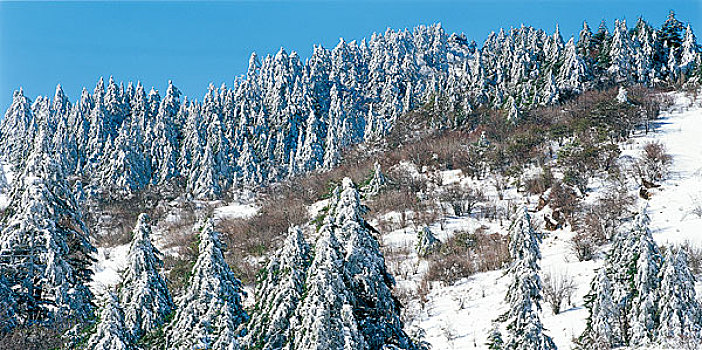 湖北神农架雪景