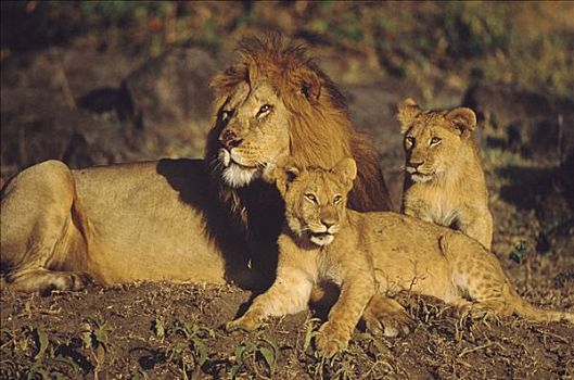 非洲狮,狮子,一对,幼兽,马赛马拉国家保护区,肯尼亚