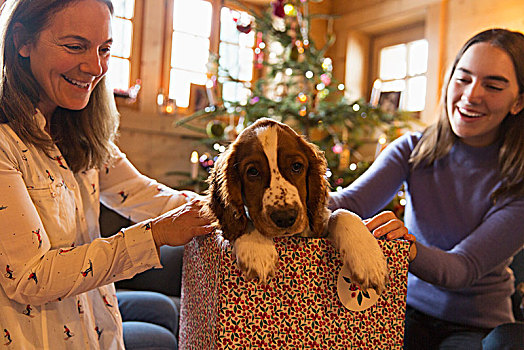 母女,玩,狗,圣诞礼物,盒子