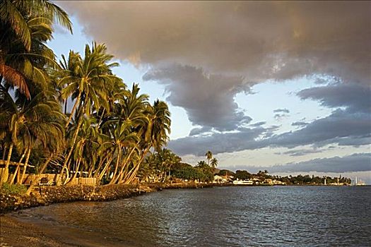 棕榈树,海滩,拉海纳,毛伊岛,夏威夷,美国