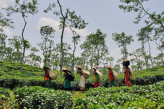 茶叶,后背,茶,花园,地区,产业,孟加拉,低,山,茶园,工人,种族