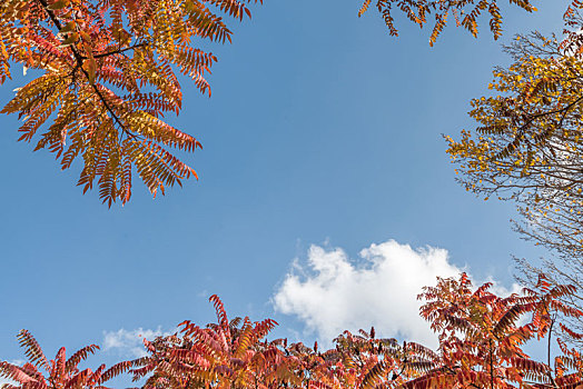 秋季沈阳蓝天白云红叶树枝