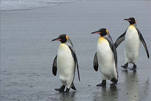 帝企鹅,三个,走,海滩,黄金,港口,南乔治亚,南极