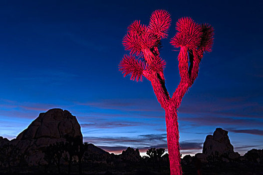 约书亚树,黄昏,鹌鹑,山谷,约书亚树国家公园,加利福尼亚,美国